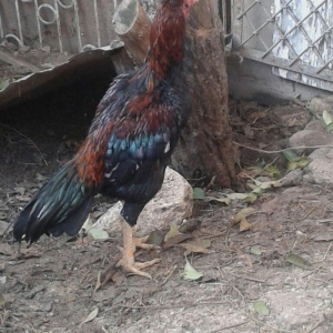 heyrati satilir 40 azna xesteliyi zadi yoxdu damaz