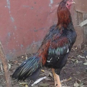 heyrati satilir 40 azna xesteliyi zadi yoxdu damazligdi bir gozu yoxdu