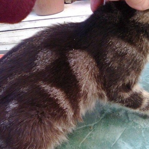 Вы хотите приобрести котенка,но у вас нет опыта содержания животных?