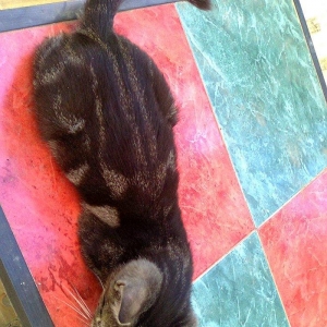 Вы хотите приобрести котенка,но у вас нет опыта содержания животных?