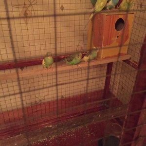 Papuqaylar 6-9aylıq dır qiymet sondur 7ededdir  xaiş olunur qiymete go