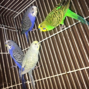 Tecili 35 cut saqlam bala veren valnistiler satili