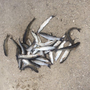 Kefal vobla baliglari satilir kefal 5 manat vobla 4 manat ozum tutmuwa