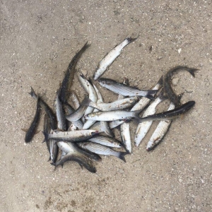 Kefal vobla baliglari satilir kefal 5 manat vobla 4 manat ozum tutmuwa