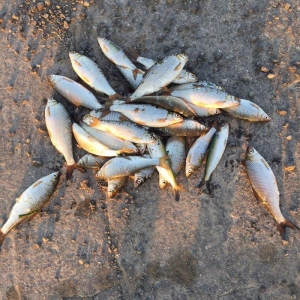 Kefal vobla baliglari satilir kefal 5 manat vobla 4 manat ozum tutmuwa