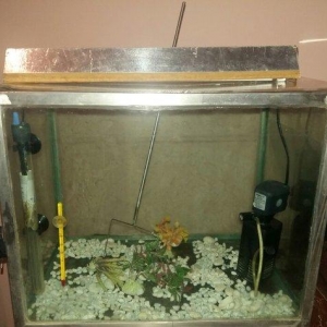 gördüyünüz kimi hər şeyi var balığı burax