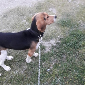 Anqilski biqli 7aylıq. Cox aqıl it. Cox qədim sortu olan itdi. Xarcdən