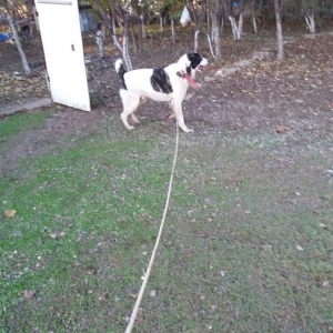 8 aylix kucukdu . Dava gormeyib. 8 ayliqna kimi hele dava gormeyib.Ey