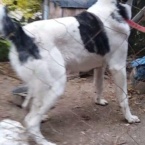 8 aylix kucukdu . Dava gormeyib. 8 ayliqna kimi hele dava gormeyib.Ey