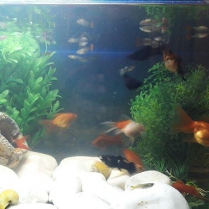 Balilar ve akvarium su qizdirici ve filtre 60 dan yuxari baliq var ela