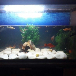 Balilar ve akvarium su qizdirici ve filtre 60 dan yuxari baliq var ela