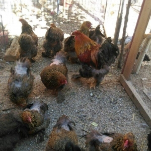 Sekilde ne gorursuz oda var,qold ,dark temiz qandan turkey