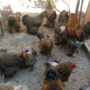 Sekilde ne gorursuz oda var,qold ,dark temiz qandan turkey