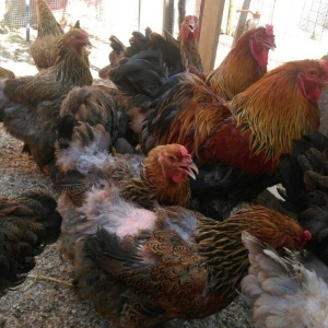 Sekilde ne gorursuz oda var,qold ,dark temiz qandan turkey