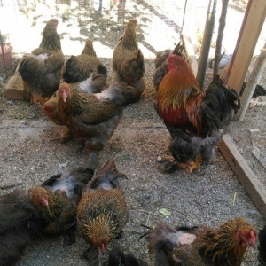 Sekilde ne gorursuz oda var,qold ,dark temiz qandan turkey