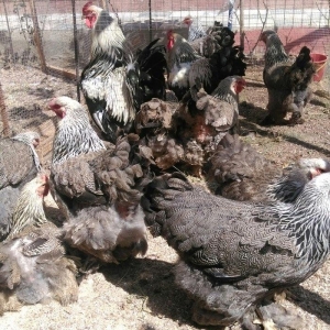 Sekilde ne gorursuz oda var,qold ,dark temiz qandan turkey