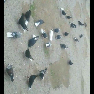 salam... aq quyruqlari satiram 400 e 17 denedi koh