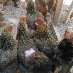 Bram yumurtasi dark ,qold temiz qandan,ne gorursuz sekilde oda cixacaq