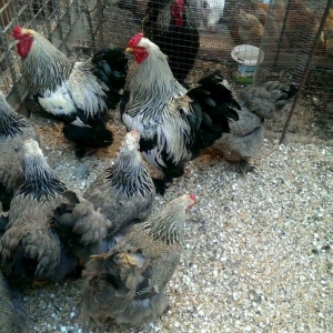 Brama qold ,dark  temiz qan sekilde ne gorursuz oda var cuceleride eyn