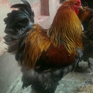 Brama qold ,dark  temiz qan sekilde ne gorursuz oda var cuceleride eyn