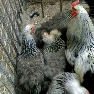 Dark brama yumurtasi temiz qan ,sekilde ne  gorurs