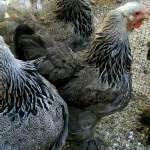 Dark brama yumurtasi temiz qan ,sekilde ne  gorursuz oda var ))