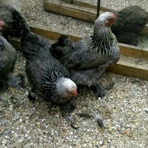 Dark brama yumurtasi temiz qan ,sekilde ne  gorursuz oda var ))