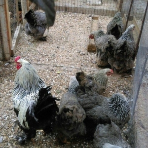 Dark xoruzlar ,temiz qan butun vaksinleri vurulub ,saqlamliqina cavabd