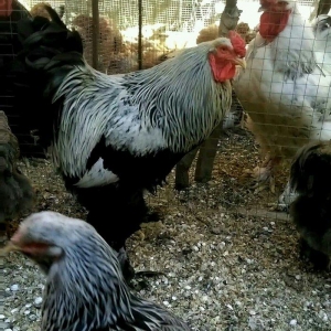 Dark xoruzlar ,temiz qan butun vaksinleri vurulub ,saqlamliqina cavabd