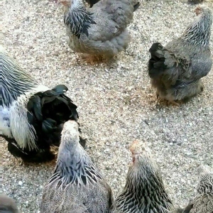 Dark xoruzlar ,temiz qan butun vaksinleri vurulub ,saqlamliqina cavabd