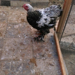 Brama beceleri ve fereleri 6 ayliq tam saqlam .But