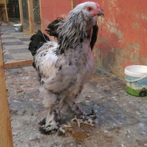 Brama beceleri ve fereleri 6 ayliq tam saqlam .Butun peyvendleri vurul