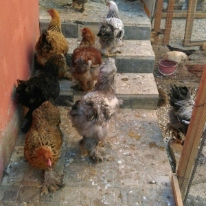 Brama beceleri ve fereleri 6 ayliq tam saqlam .Butun peyvendleri vurul