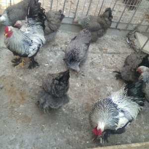 Yumurta temiz qandan qold,dark. Sekilde ne gorursuz oda var