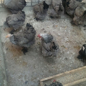 Yumurta temiz qandan qold,dark. Sekilde ne gorursuz oda var