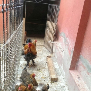 Yumurta temiz qandan qold,dark. Sekilde ne gorursuz oda var