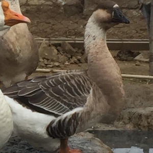 Temiz paroda kuban qazi ancaq disi satilir
linda q