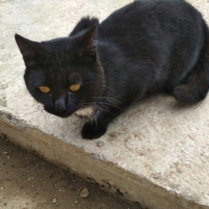 chox sevimli pishikdi iyneleri vurulub (erkekdi) alan olsa elaqe saxla