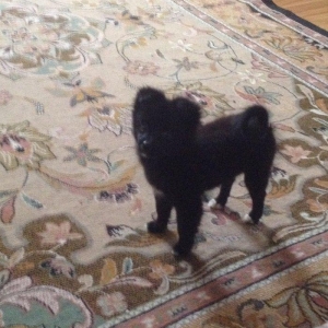 Шпиц. Pomeraniski spic 3 ayliq qizdir med pasportu var butun iyneleri