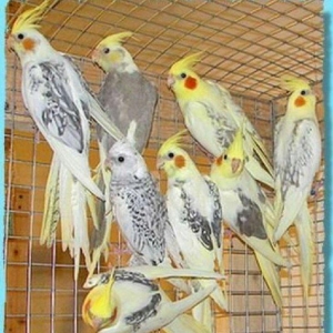 Boyuk quwlara kecdiyime gore 40 cut gozel saqlam k