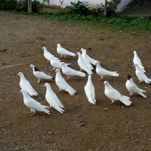 Her nov goyercin satişi.sifariş vere bilersiniz.quslar ozume