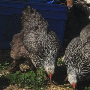 brama toyuqlari mayali 1eded 3azn dark ve qold wek