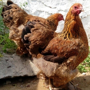 brama toyuqlari dark ve qold mayali yumurtalar super heyvanlar  1ededi