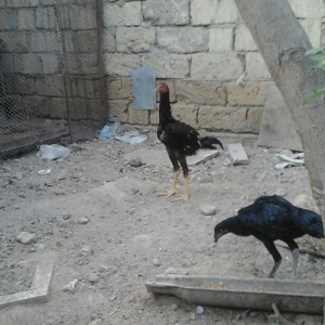 temiz heyratl beceler ve fereler 3. 4 ayllq xoruz ve yumurtlayan ferel