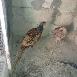 qirqovul satilir hovsanda qaliram saxlamaqa weratim yoxdu ona gore sat