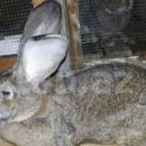 Hər yaşda hər ölçüdə (dişi/erkək) dovşanlar satılır. kiçiklər 5manat b