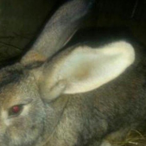 Hər yaşda hər ölçüdə (dişi/erkək) dovşanlar satılır. kiçiklər 5manat b