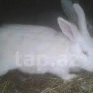 Hər yaşda hər ölçüdə (dişi/erkək) dovşanlar satılır. kiçiklər 5manat b