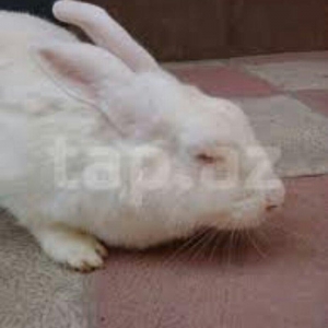 Hər yaşda hər ölçüdə (dişi/erkək) dovşanlar satılır. kiçiklər 5manat b