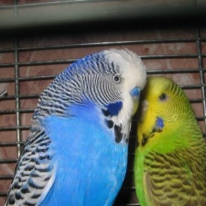 salam muxtelif renglerde 8,9 ayliq qizgin erkek popuqaylar satiram sag